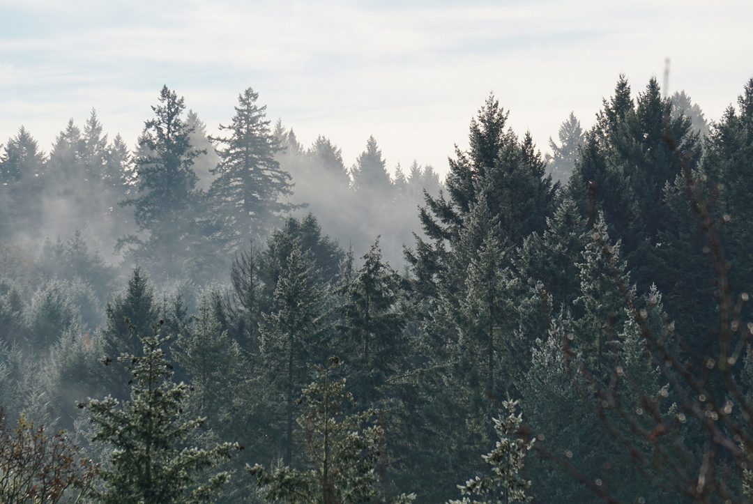 bosque con humo